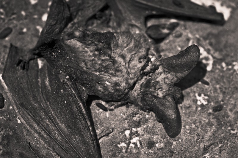 A dead bat lies on the ground.