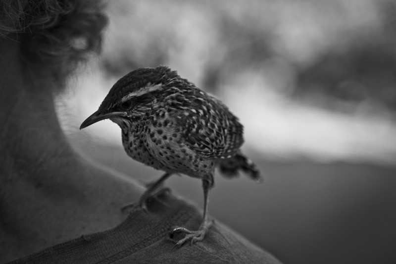 A young cactus wren sits upon a shoulder.