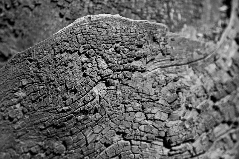 Tree bark with wave patterns in it.
