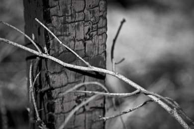 Entangled
