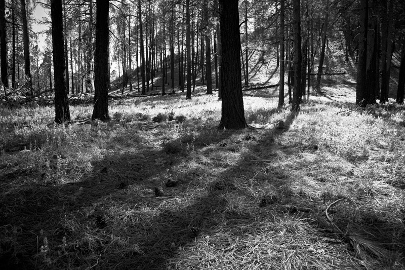 Pine Park in the Chiricahua Mountains lit by a low sun.