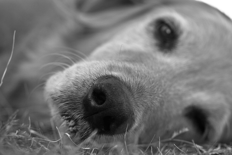 A golden retriever resting on grass.
