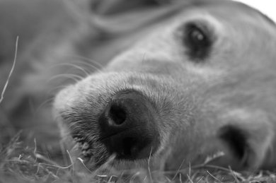 A Dog’s Life