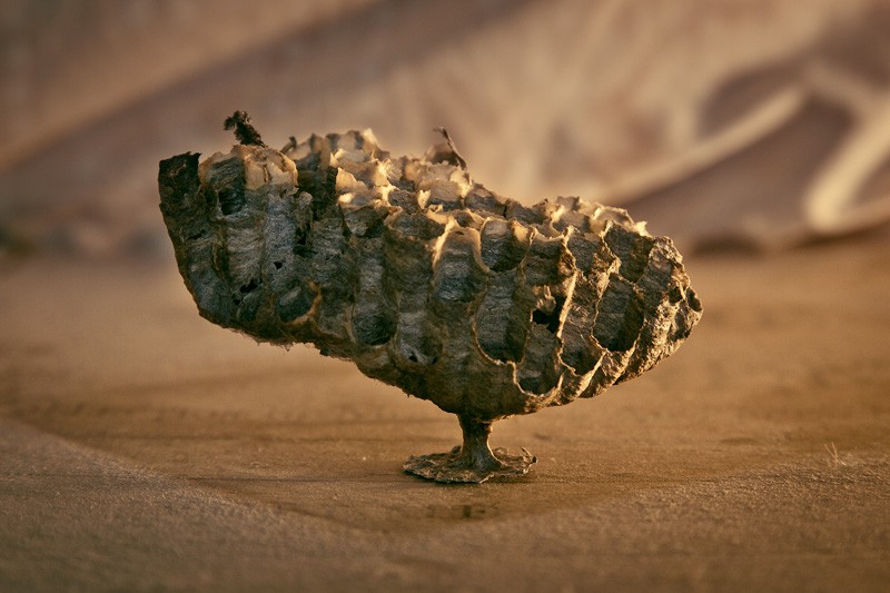 A paper wasp nest standing balanced on a small base, resembling a city.