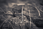 Protrusion