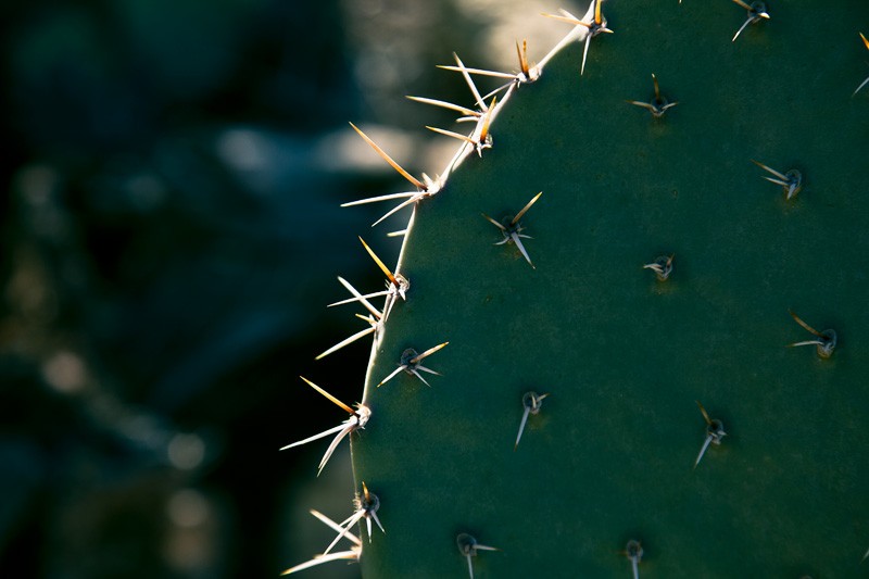 A cactus.