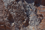 Honeycomb