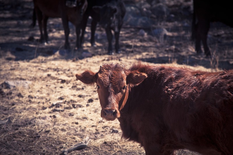 A young cow staring back directly at the camera.
