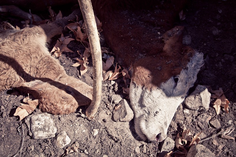 A dead cow and calf found in the Chiricahua Mountains.