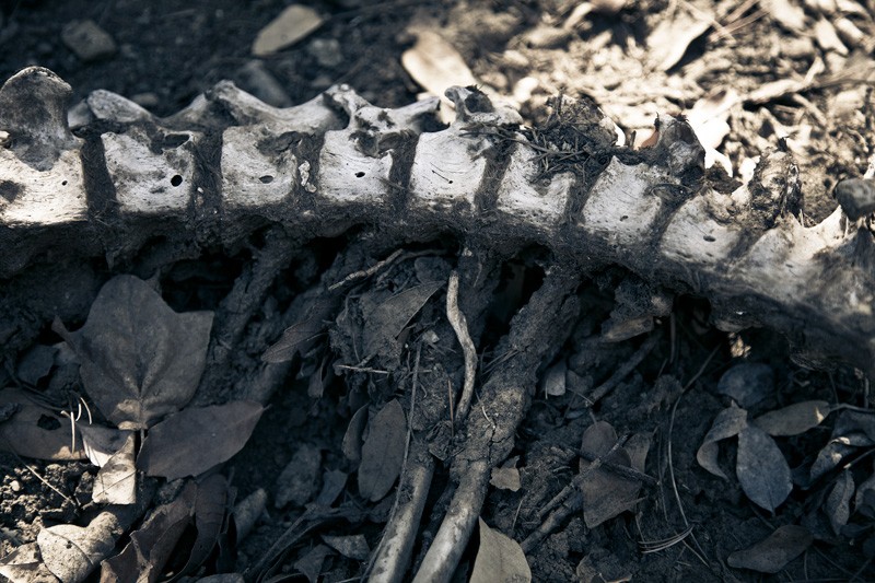 A spine of an unknown animal.