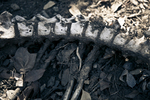 Spine