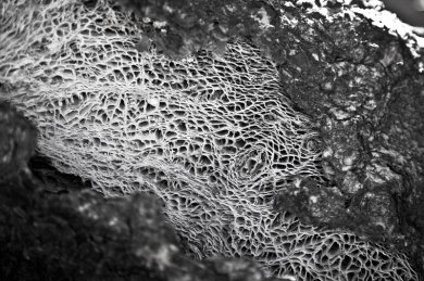 Network (#2)