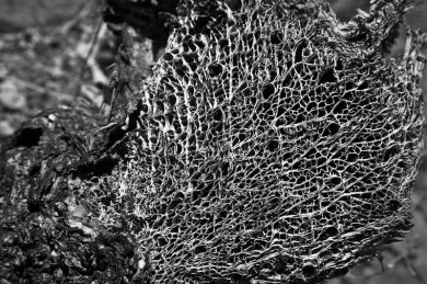 Network (#3)