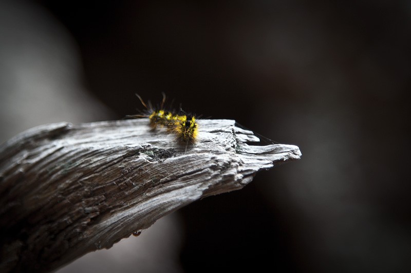 A caterpillar on a branch.