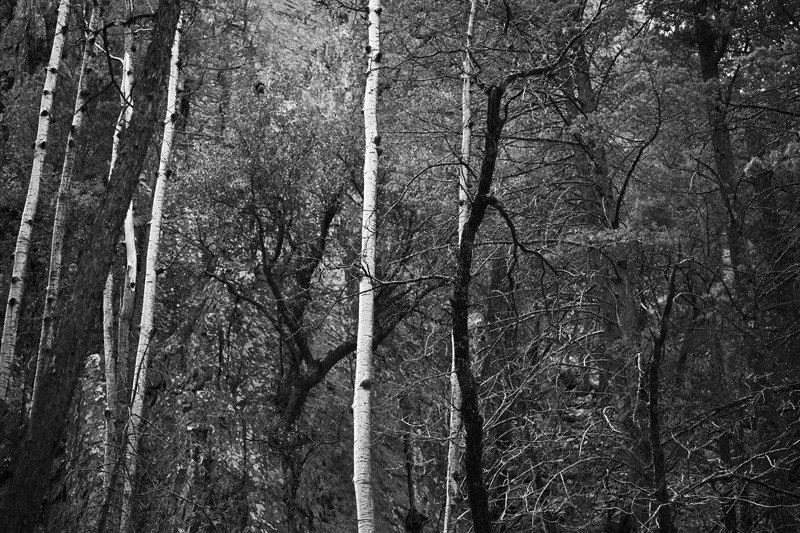 The white trunks of aspen standing out among oak and pine.