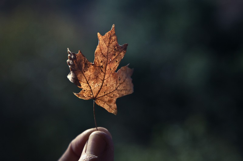A dead maple leaf from an area near a spring in a steep side canyon in the Chiricahua Mountains.