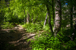 Enchanted Forest