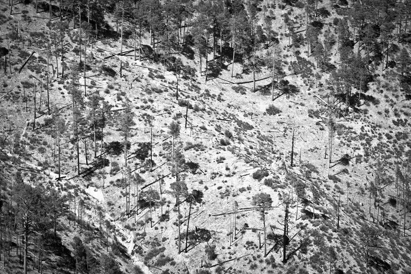 Tall pines with their shadows indicating the angle of their slope.