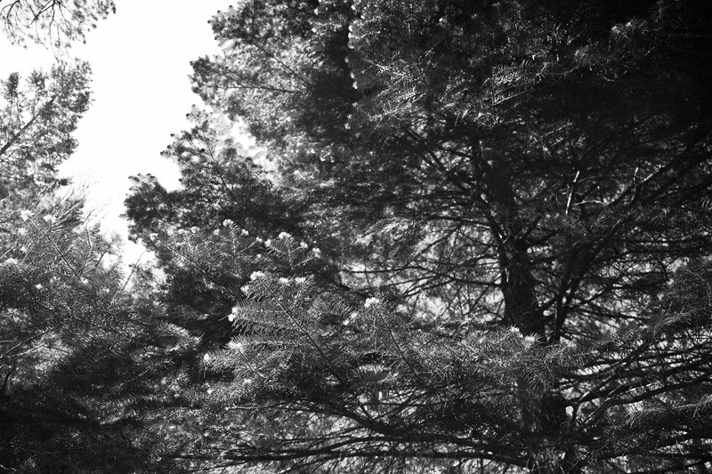New growth on a fir tree.