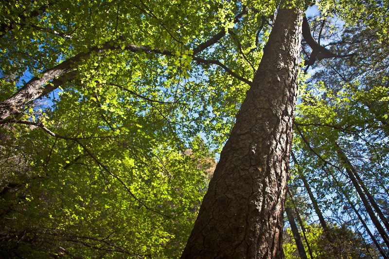 A tall pine tree rising through a maple forest.