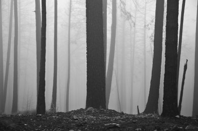 Silent Guardians