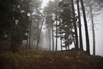 Following the Footsteps of Old Lumbermen