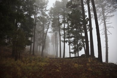 Following the Footsteps of Old Lumbermen