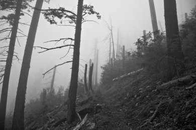 Ascending Into the Fog