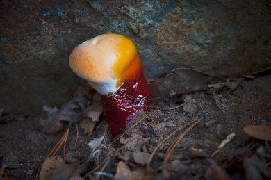 Another Fungus Among Us
