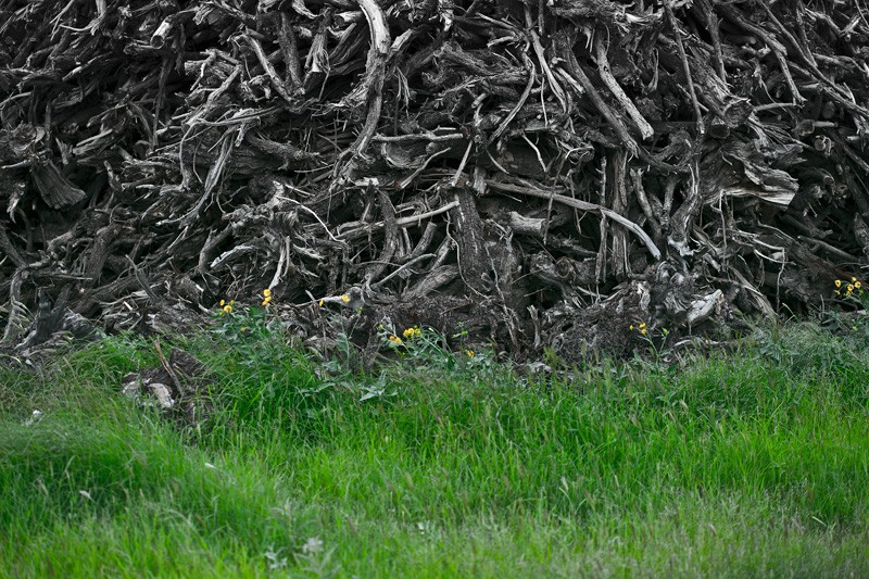 A black & white wave of wood behind green grass.