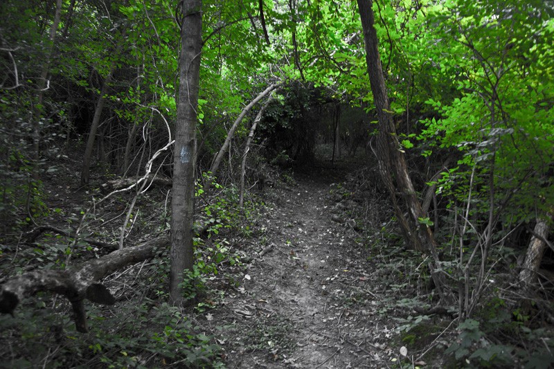 A creepy corridor into the woods, with a monster waiting on the other end.
