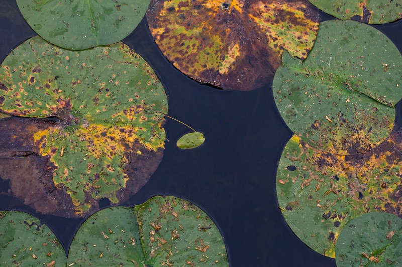 An assortment of lilypads.