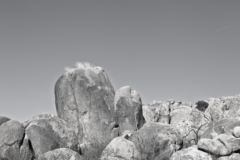 Grass growing out of the top of a rock in Granite Gap, near Roadforks, New Mexico.