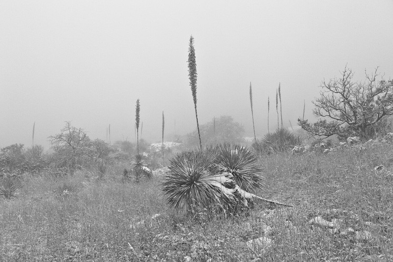 Sotol plants disappearing in the distance during a snowstorm in the Chiricahua Mountains.