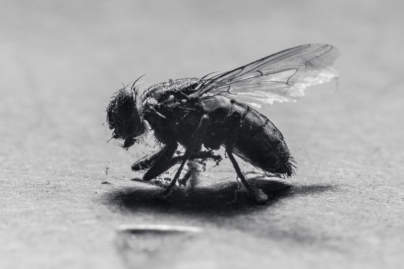 A dead fly covered in cobwebs.