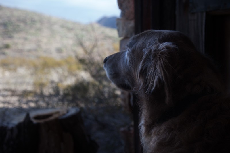A golden retriever looking out the door of an abandoned building at the Johnny Bull Mine.