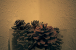 Pote Piña