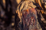 Old Man Eggplant