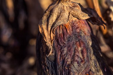Old Man Eggplant