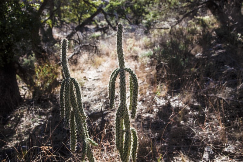 Two cacti in the Dos Cabezas Wilderness.