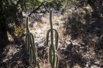 A Prickly Topic