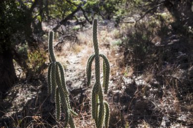 A Prickly Topic