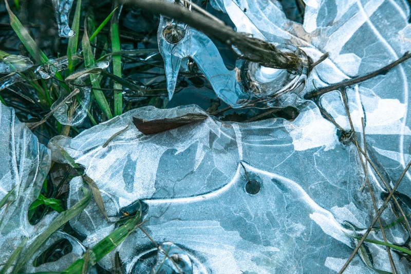 The shape of grass and leaves on partially melted ice after separating from the ground below.