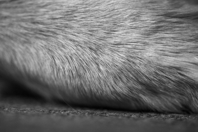 A dog's paw.