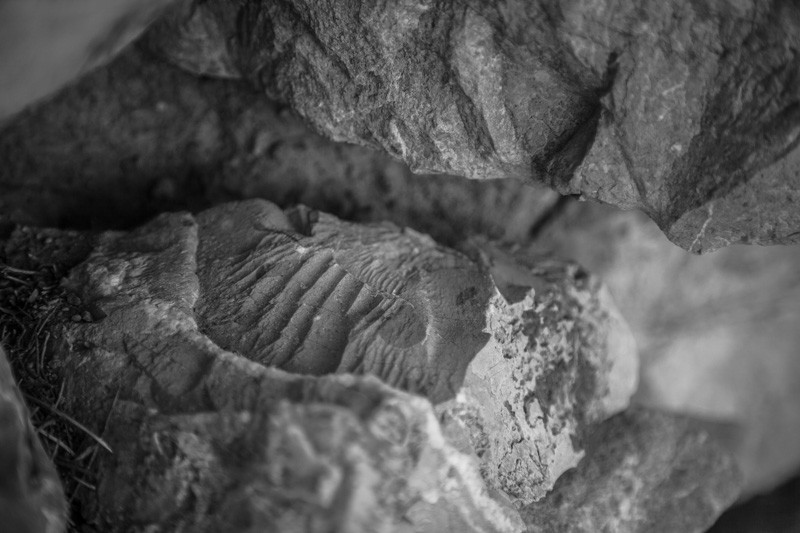 Part of the Buckelew Cabin in the Chiricahua Mountains.