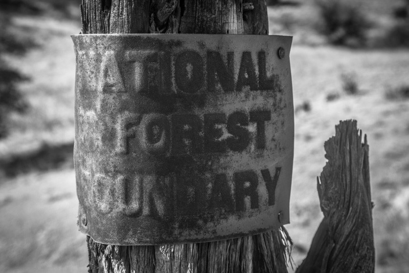 An old National Forest boundary sign.