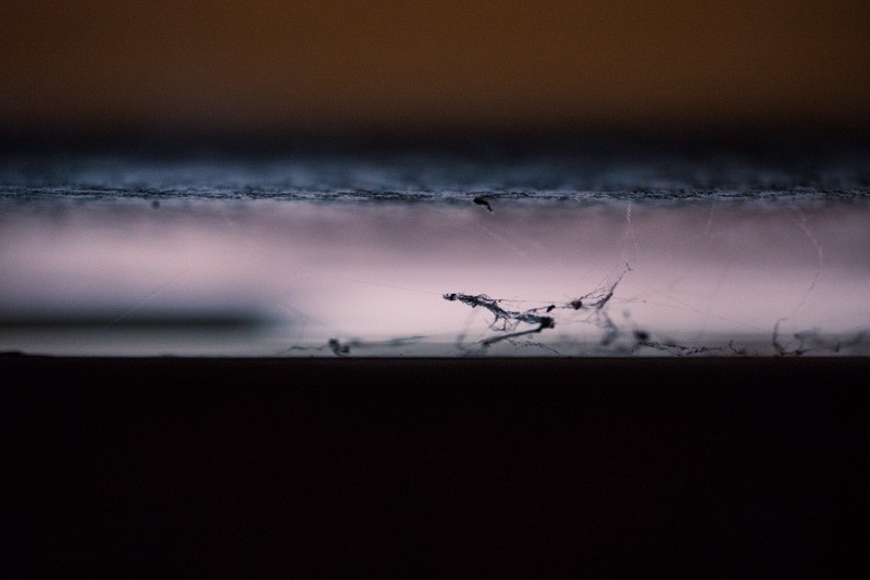 Spiderwebs between the back of a grandfather clock and a wall.
