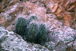 Prickly