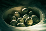 Artificial Nest