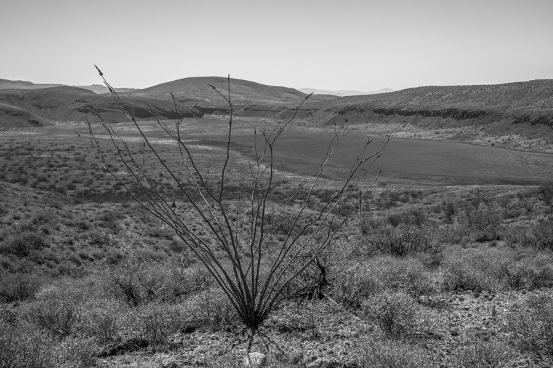 An ocotillo overlooking Paramore Crater.